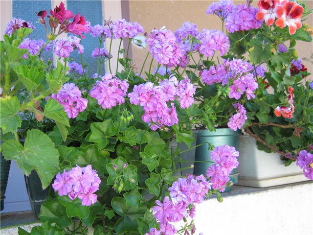 pelargonije